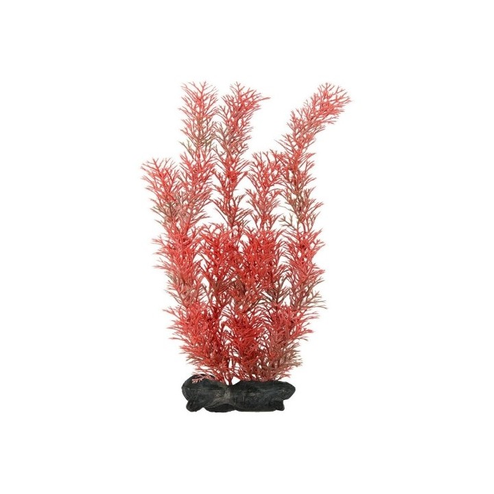 Rostlina Red Foxtail 30cm
