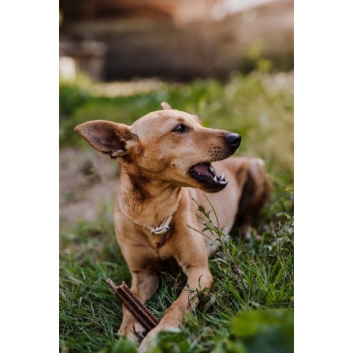 GPF 180g  Denties with Tapioca dog