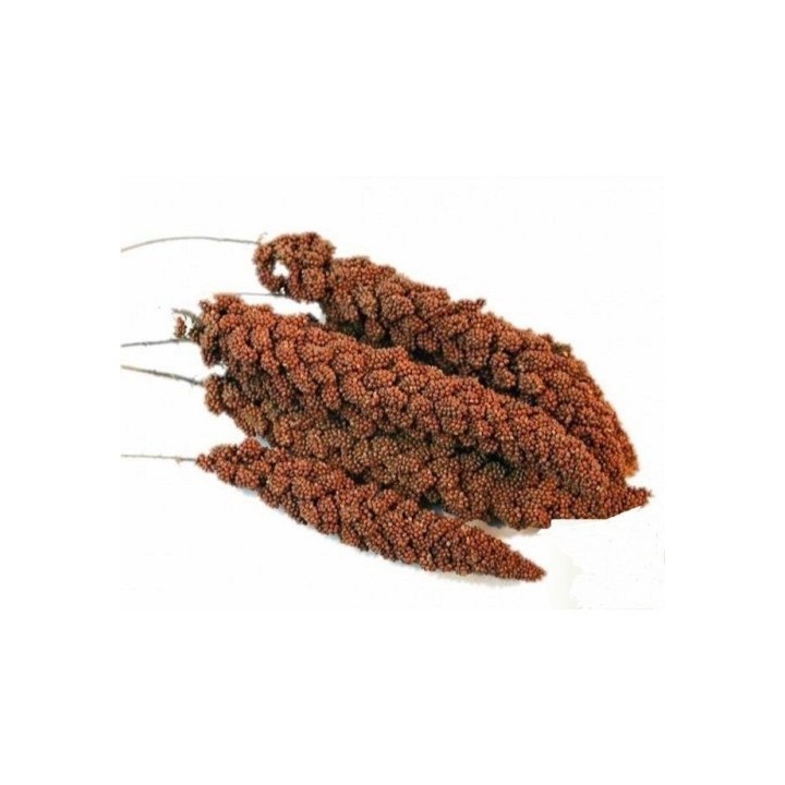 Proso senegalské klasy 100g červené Avicentra