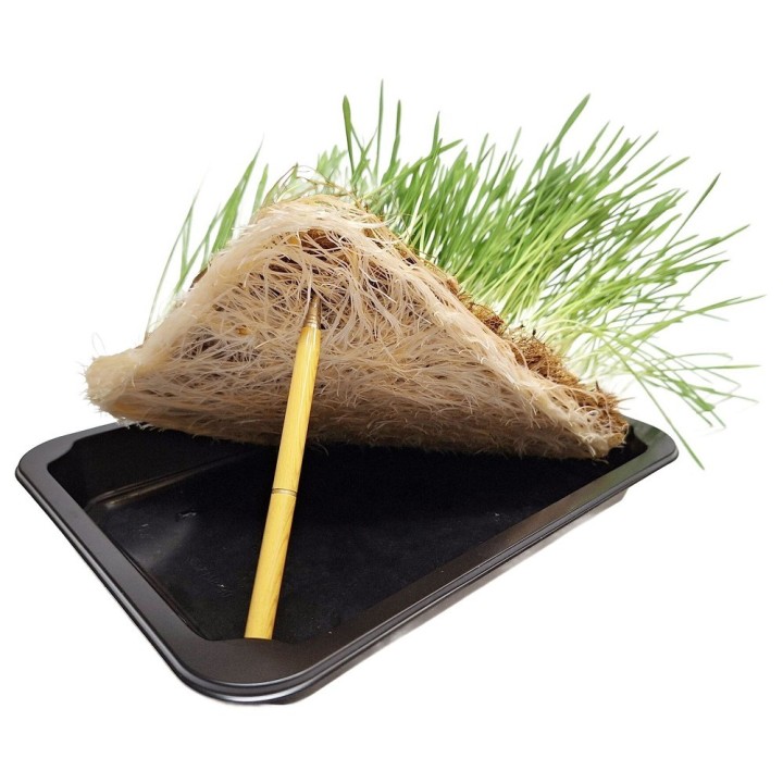 Apetit hlodavčí tráva