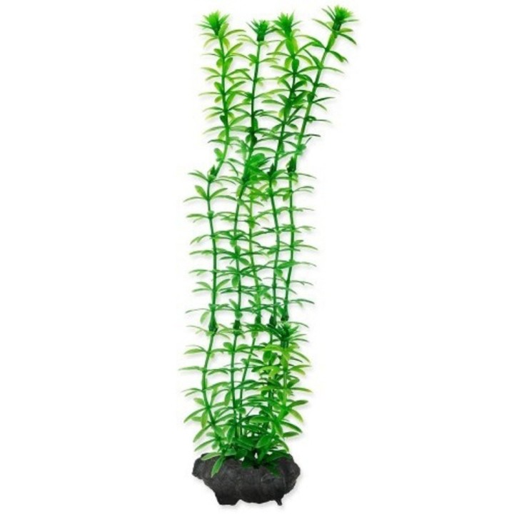 Rostlina Anacharis Tetra L 30cm AKCE