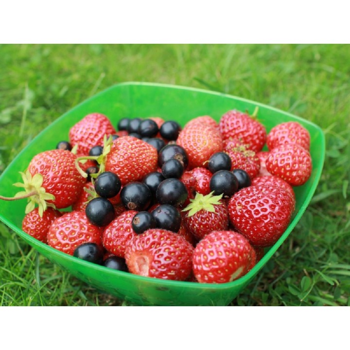 Trumf drobné ovoce 1kg granulované  hnojivo